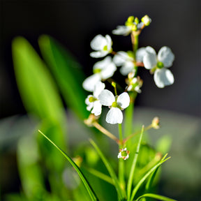 Smalbladig pijlkruid - Sagittaria graminea - Willemse