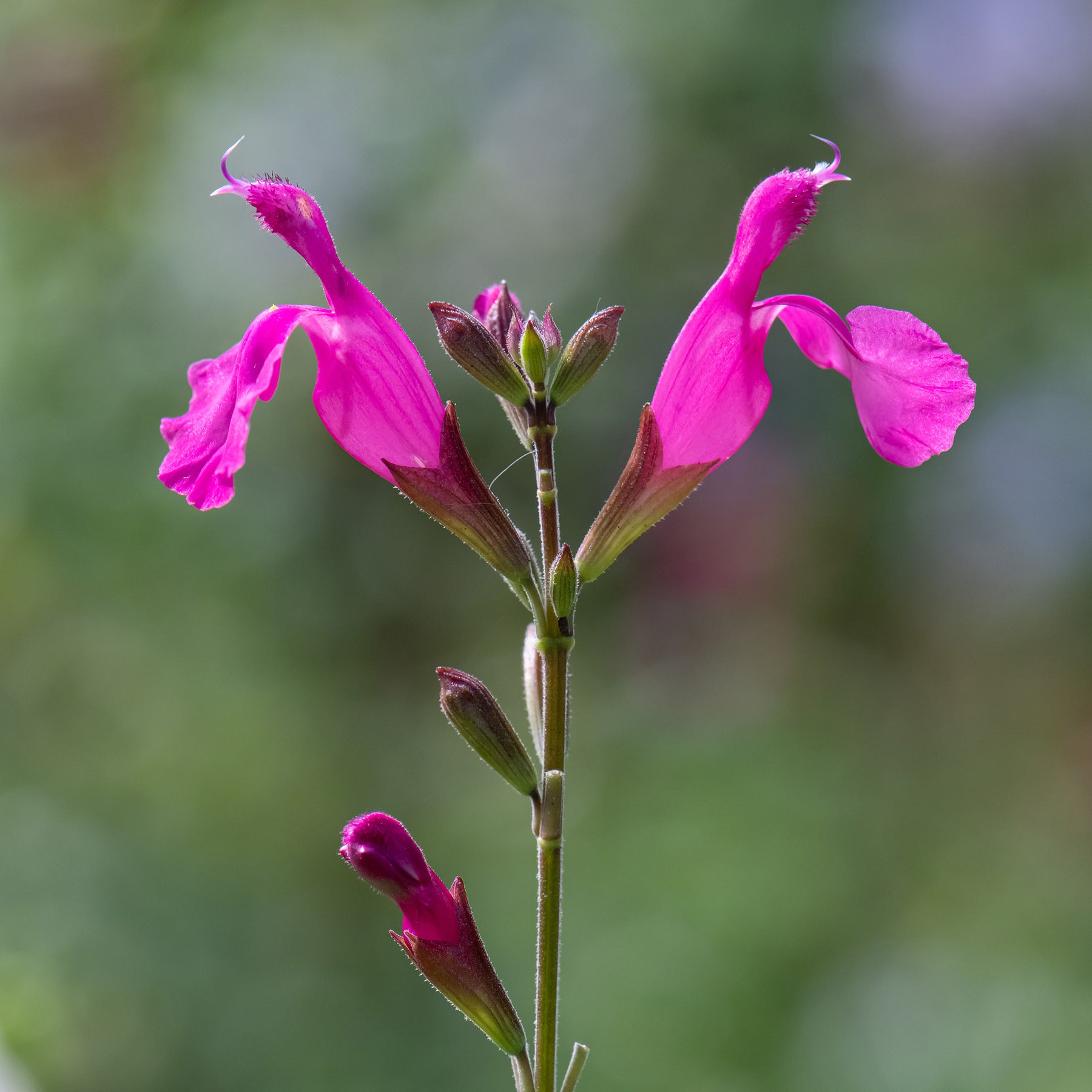 Struiksalie Cerro Potosi® - Salvia microphylla Cerro Potosi - Willemse