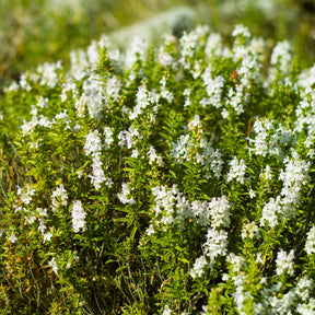 Hartig - Willemse