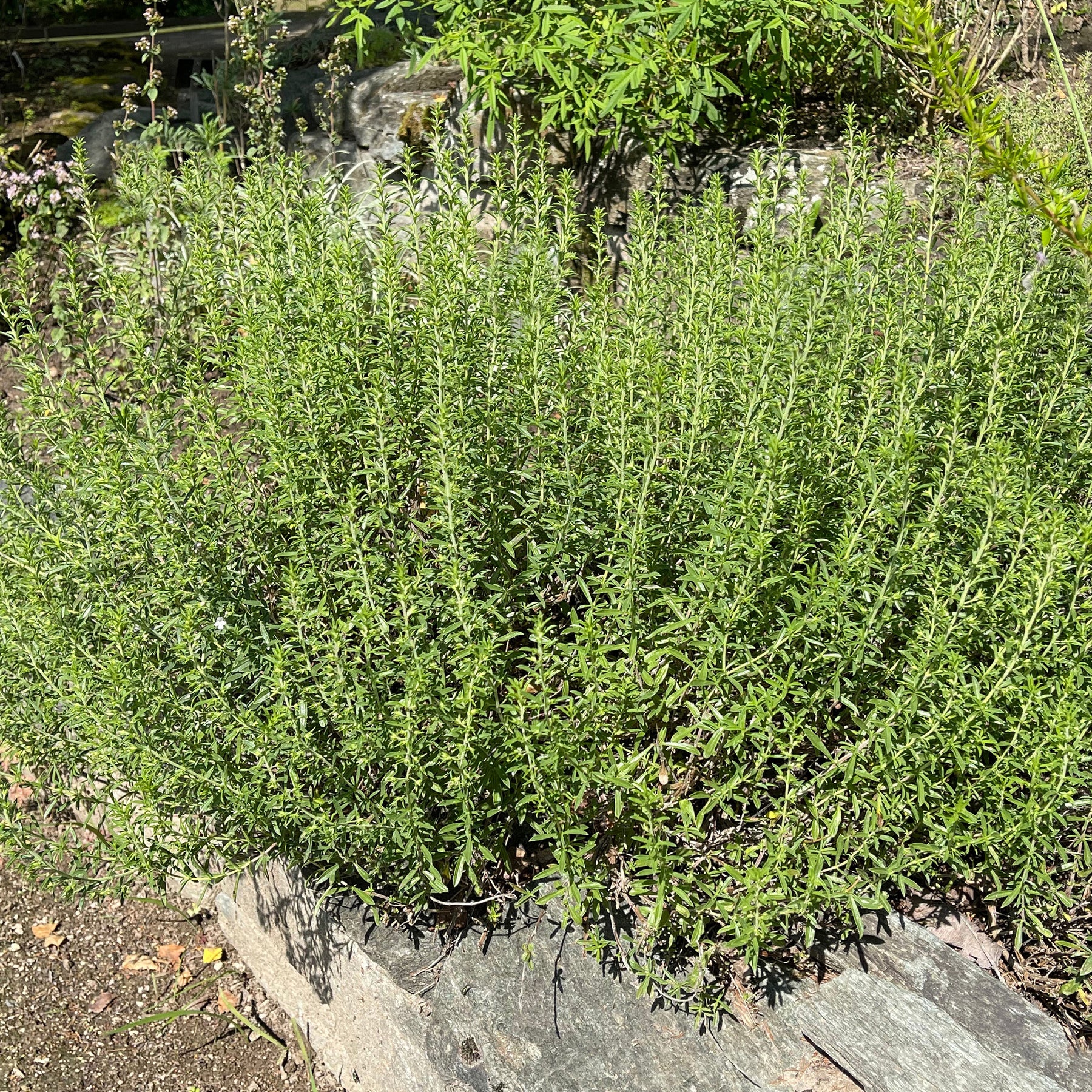 Hartig - Satureja - Willemse