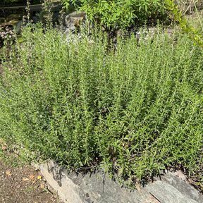 Hartig - Satureja - Willemse