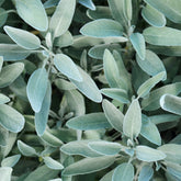 Salie - Salvia officinalis - Willemse