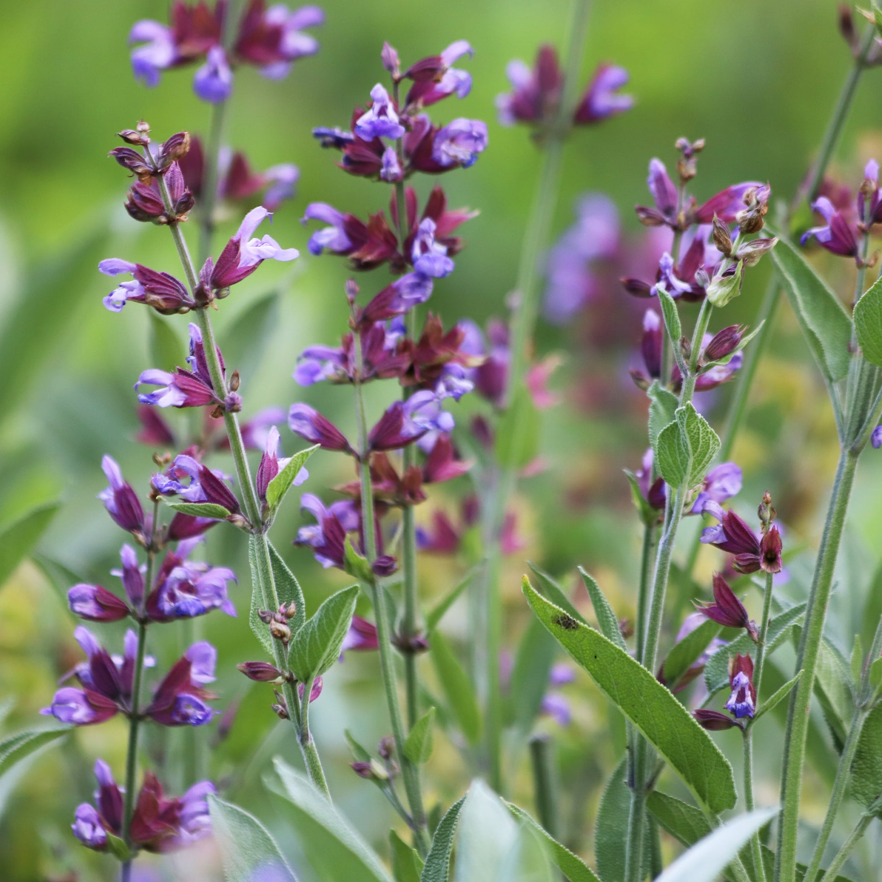 Salvia officinalis - Salie - Salie