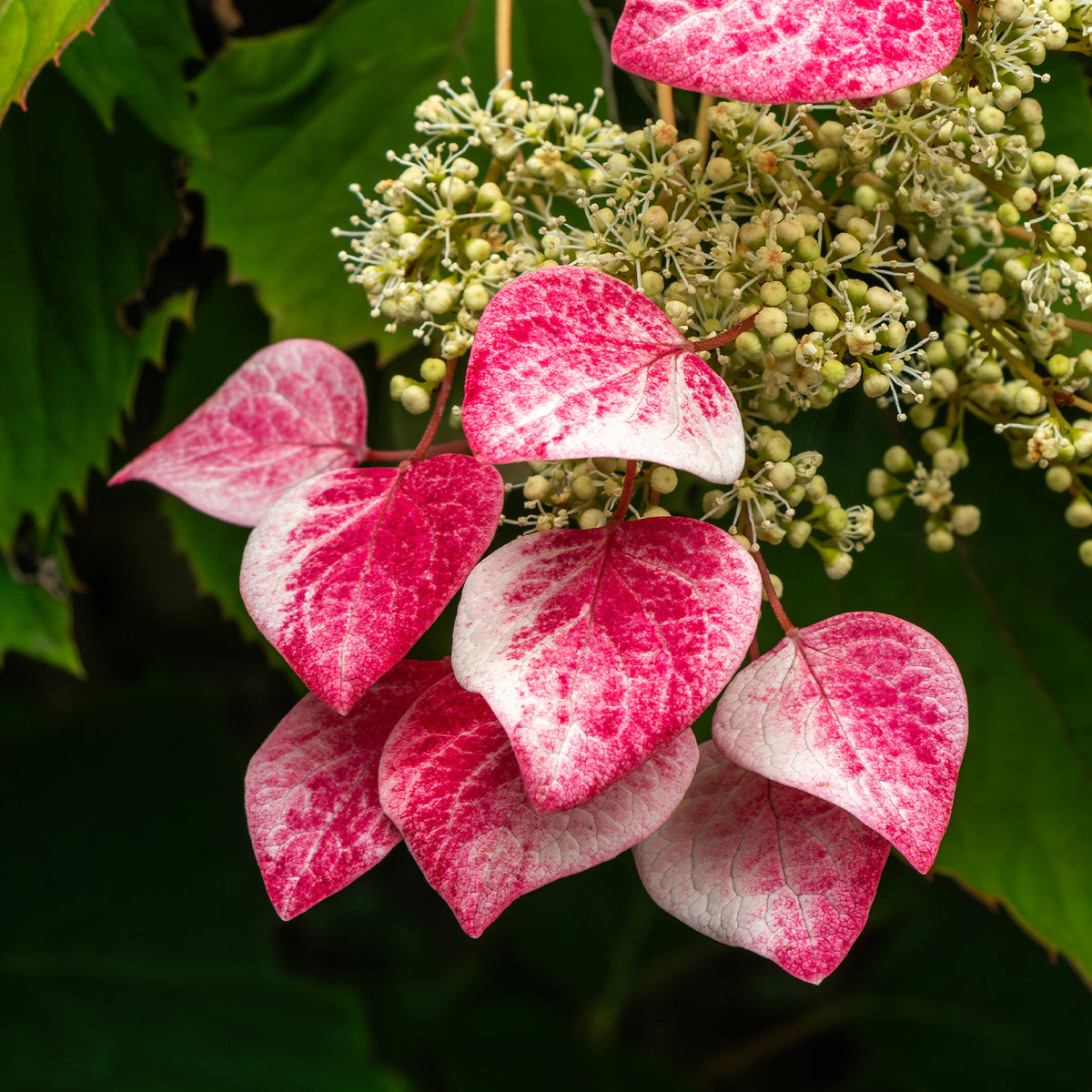 Valse klimhortensia - Schizophragma hydrangeoides Roseum - Willemse