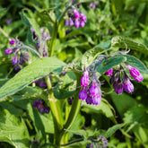 Gewone smeerwortel - Symphytum officinale - Willemse