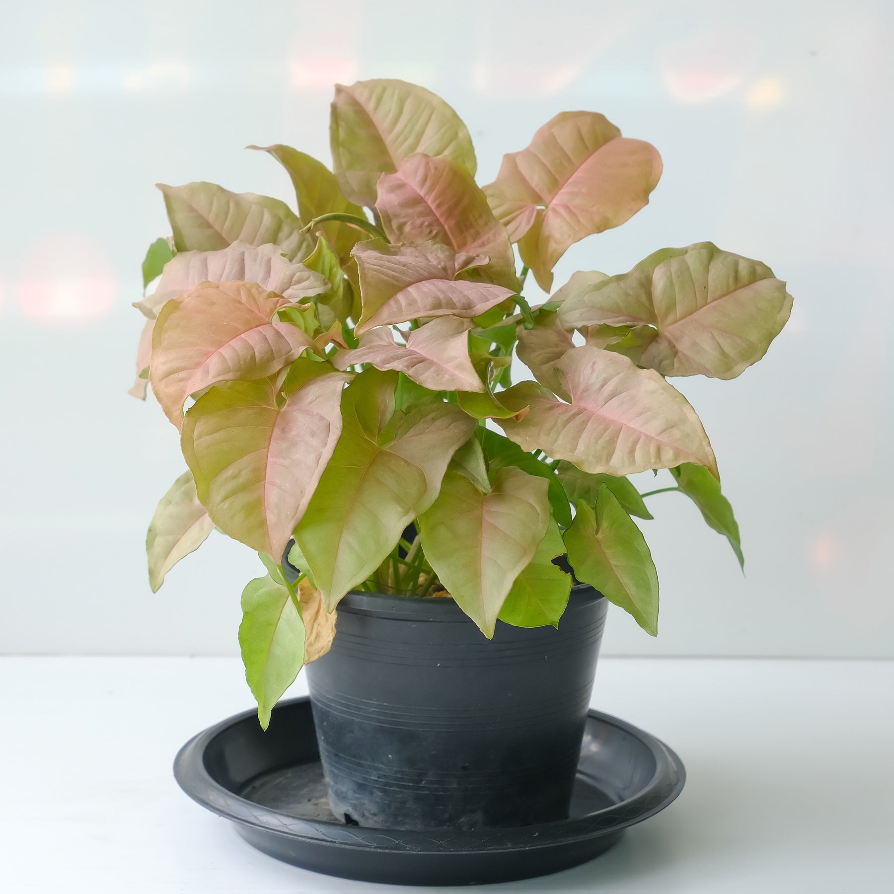 Syngonium Neon - Syngonium Neon - Syngonium
