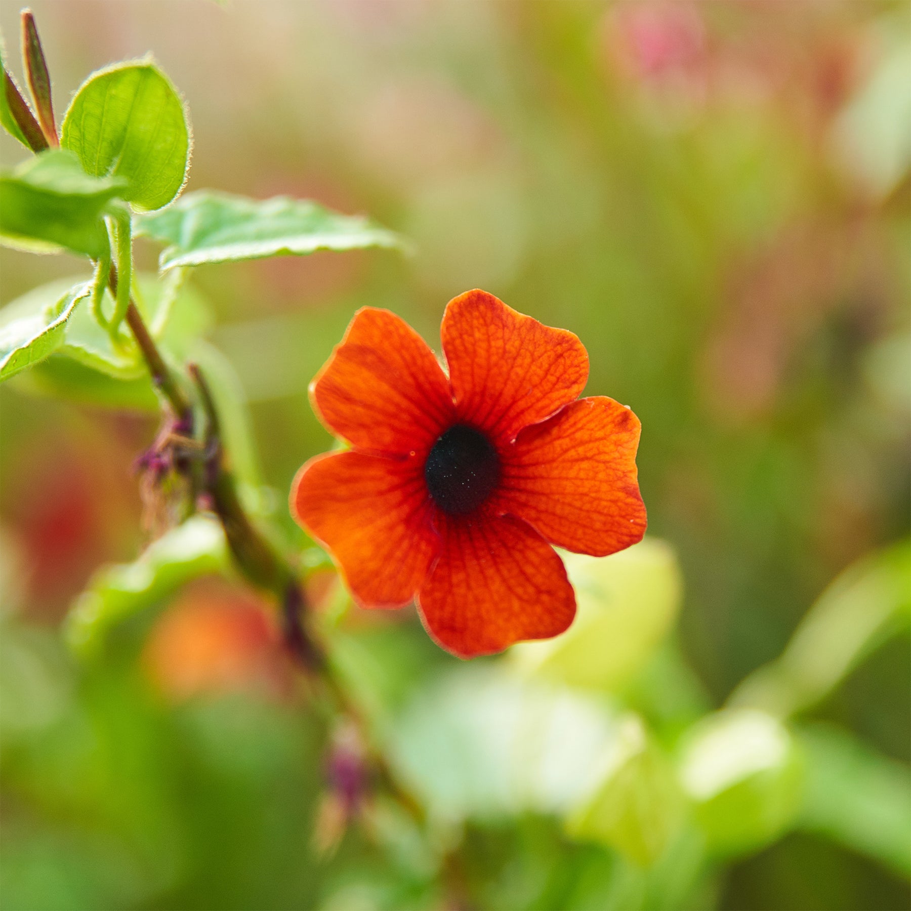 Suzanne-met-de-mooie-ogen - Willemse