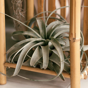Tillandsia xerographica / Luchtplant - Tillandsia xerographica - Willemse