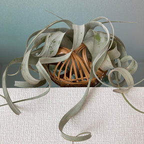Tillandsia xerographica / Luchtplant - Willemse