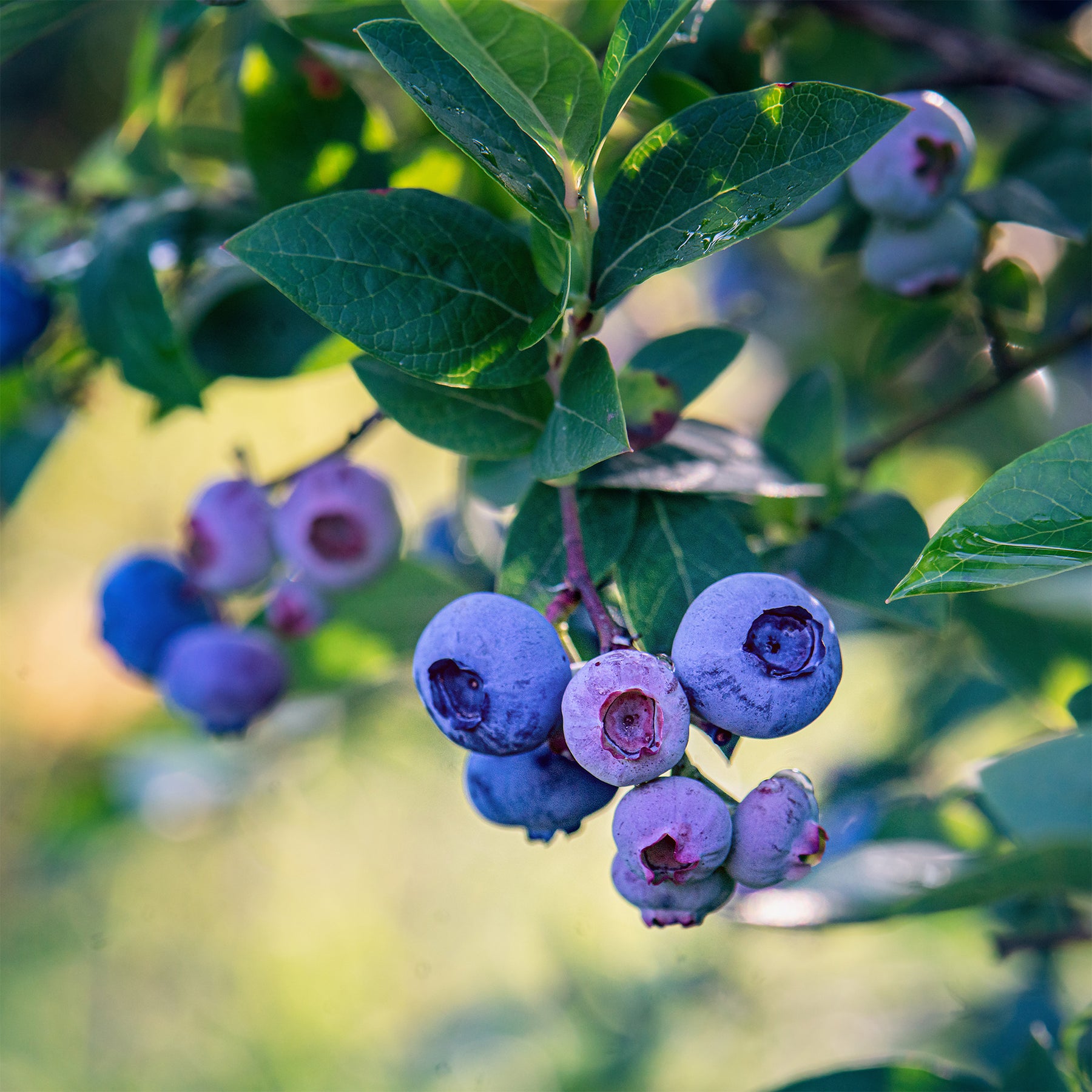 Blauwe bes 'Bluecrop' - Vaccinium corymbosum Blue Crop - Willemse