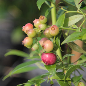 Bosbes Roze Limonade - Vaccinium x ashei Pink Lemonade - Willemse