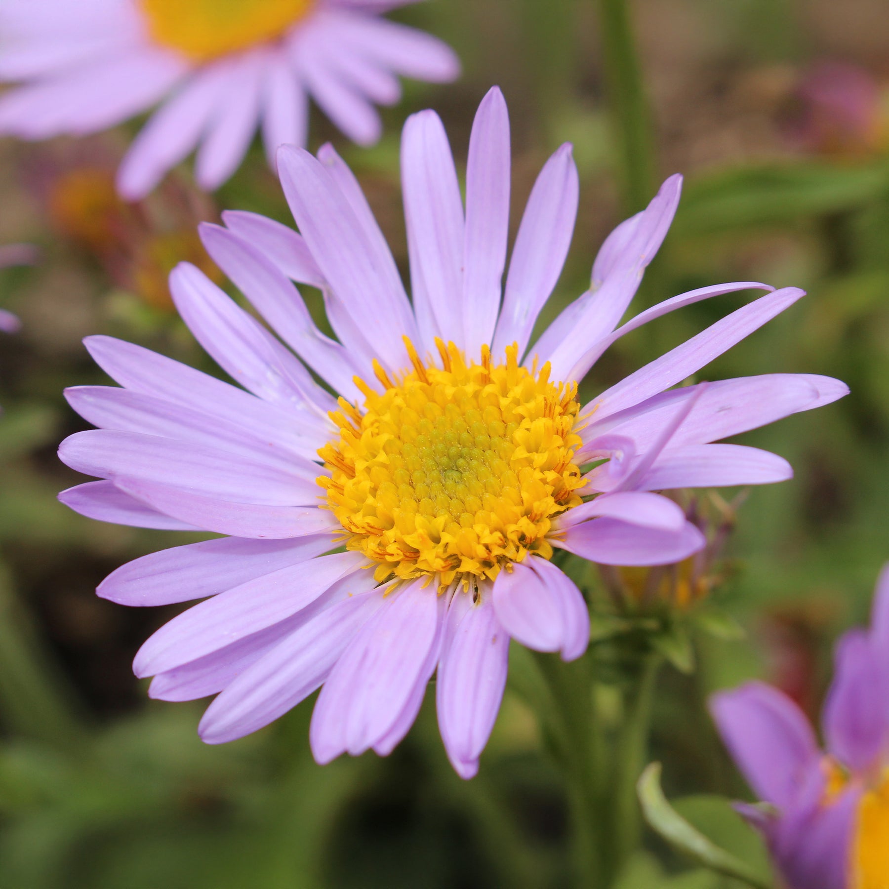 Fijnstraal Lavender Lady - Willemse