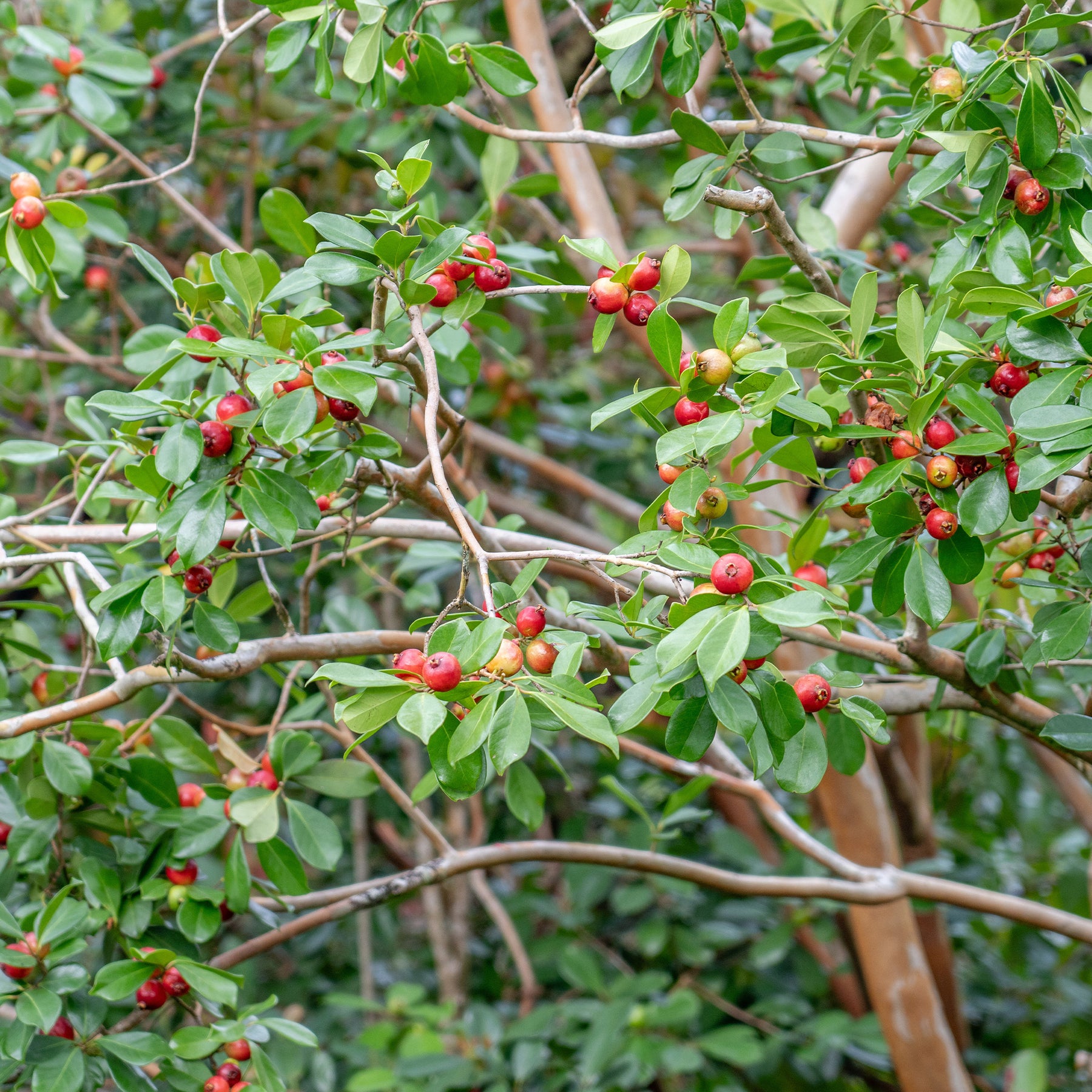 Psidium cattleianum - Chinese Guave - Exotische fruit