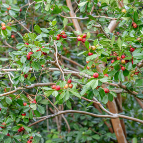 Psidium cattleianum - Chinese Guave - Exotische fruit