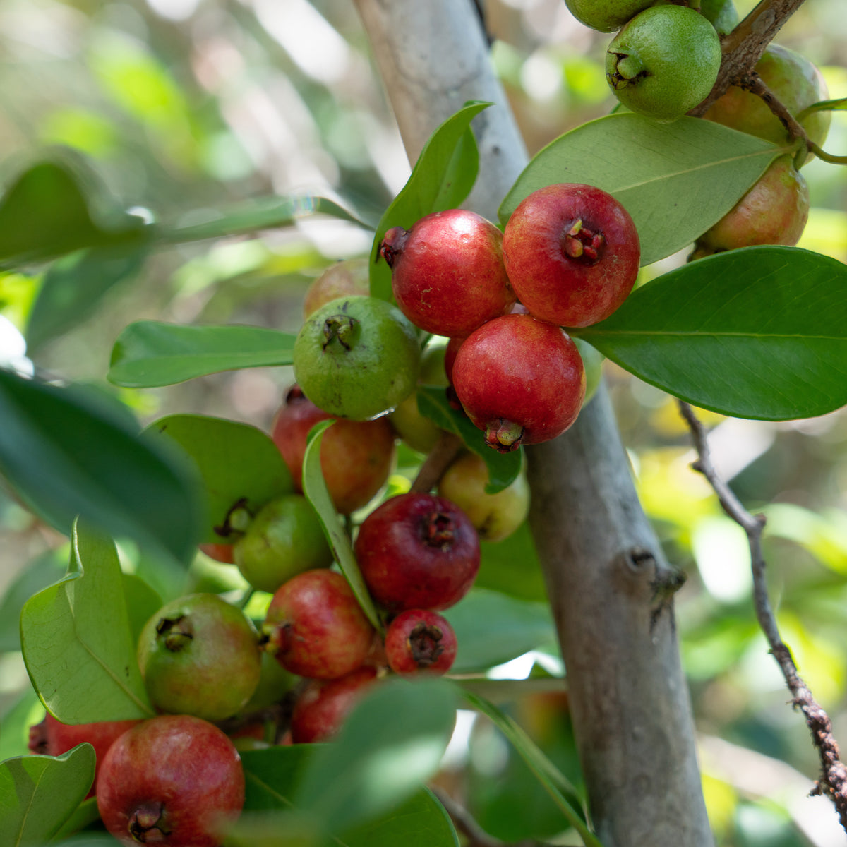 Exotische fruit - Chinese Guave - Psidium cattleianum