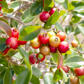 Chinese Guave - Psidium cattleianum - Willemse