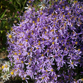 Aster sedifolius 'Nanus'