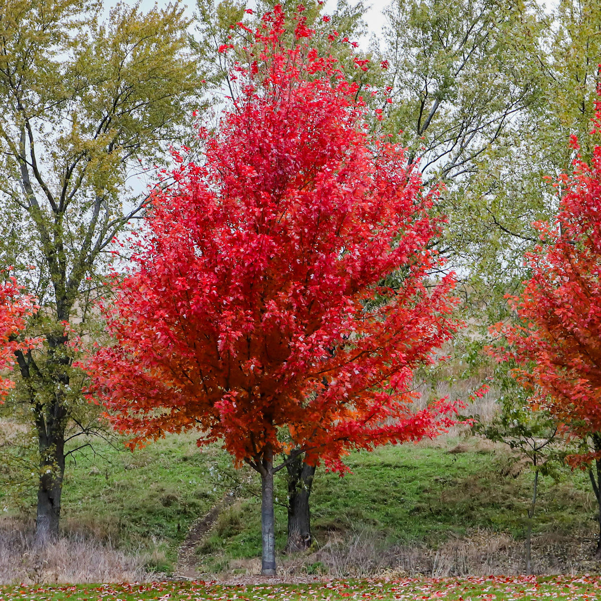 Esdoorn Freeman 'Autumn Blaze' - Acer freemanii Autumn Blaze - Willemse