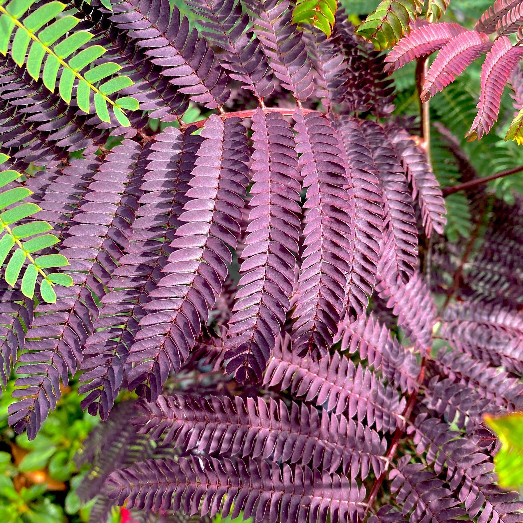 Perzische slaapboom 'Summer Chocolate®' - Willemse
