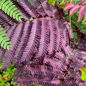 Perzische slaapboom 'Summer Chocolate®' - Willemse
