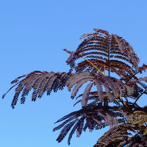 Perzische slaapboom 'Summer Chocolate®' - Albizia julibrissin Summer Chocolate® - Willemse