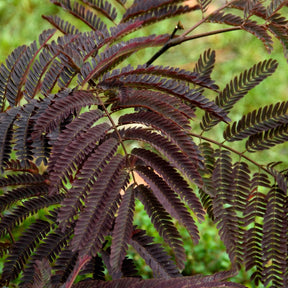 Albizia julibrissin Summer Chocolate® - Perzische slaapboom 'Summer Chocolate®' - Bomen