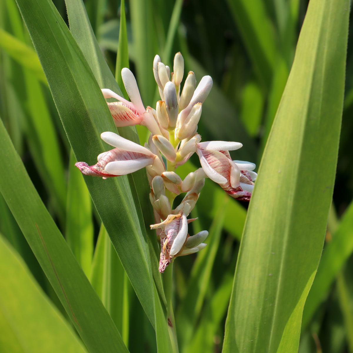 Laos / Thaise gember