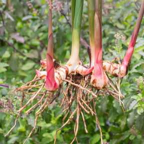Laos / Thaise gember - Alpinia galanga - Willemse