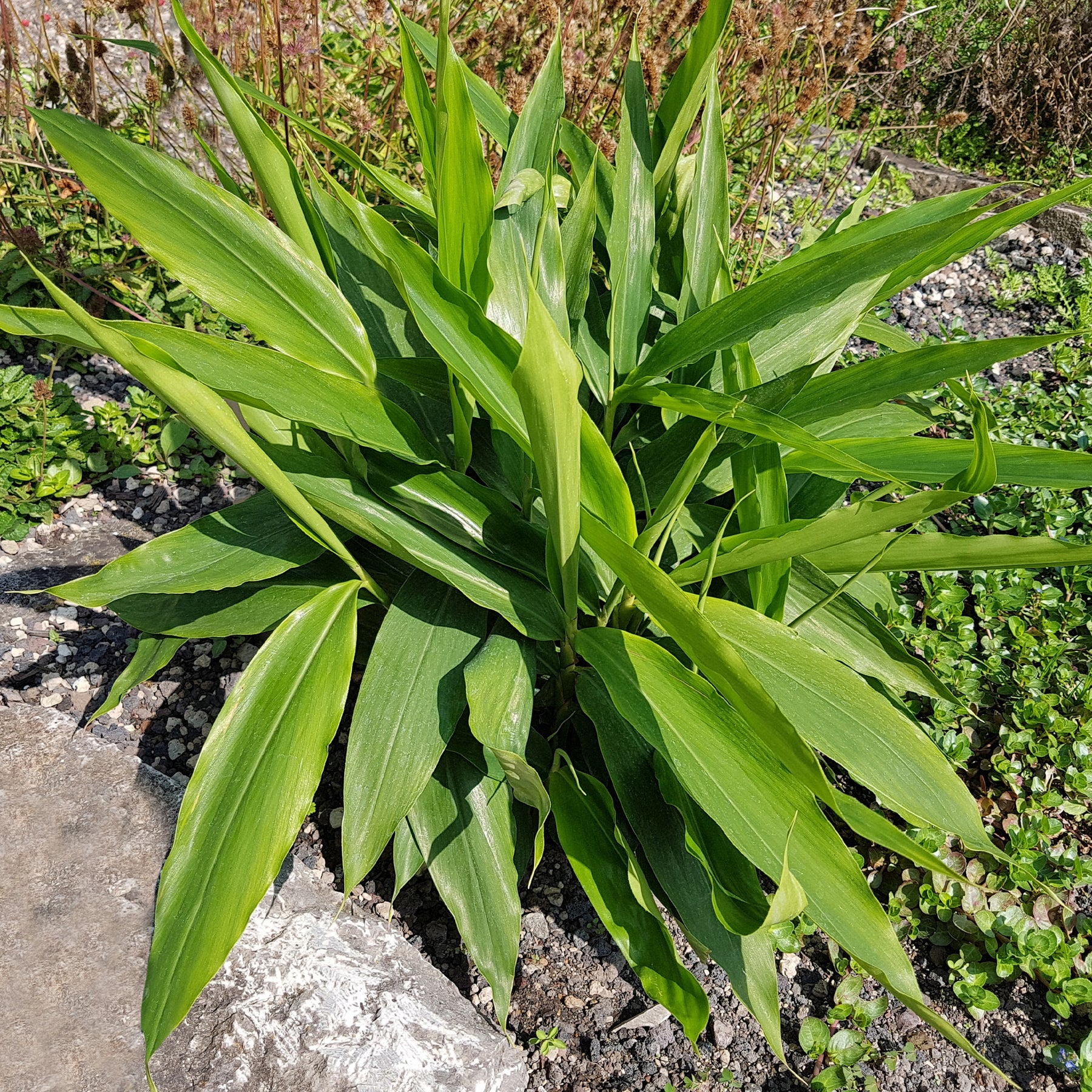 Kruidenplanten - Laos / Thaise gember - Alpinia galanga