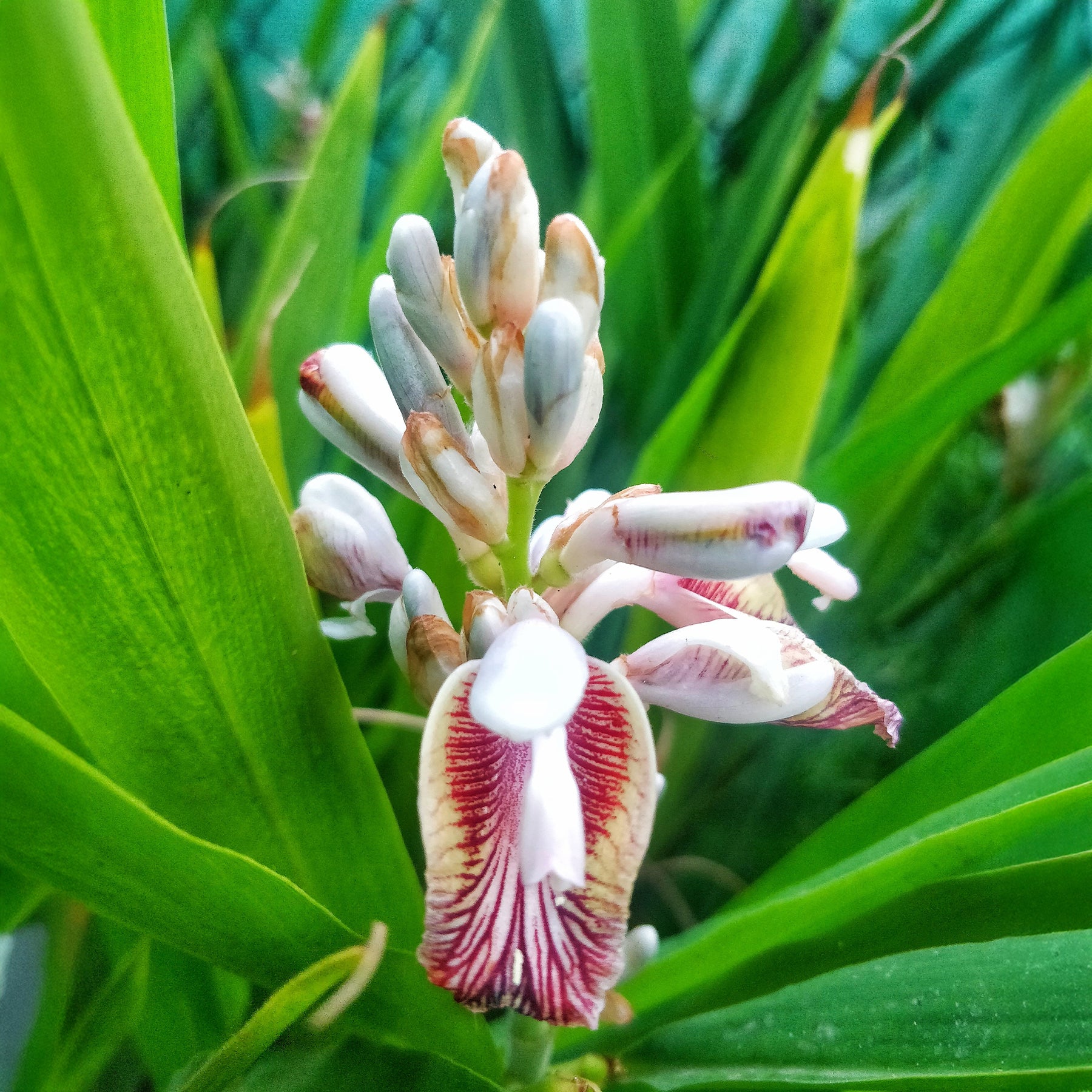Alpinia galanga - Laos / Thaise gember - Kruidenplanten