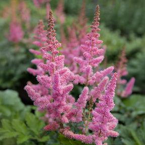 Pluimspirea 'Vision in Pink' - Willemse
