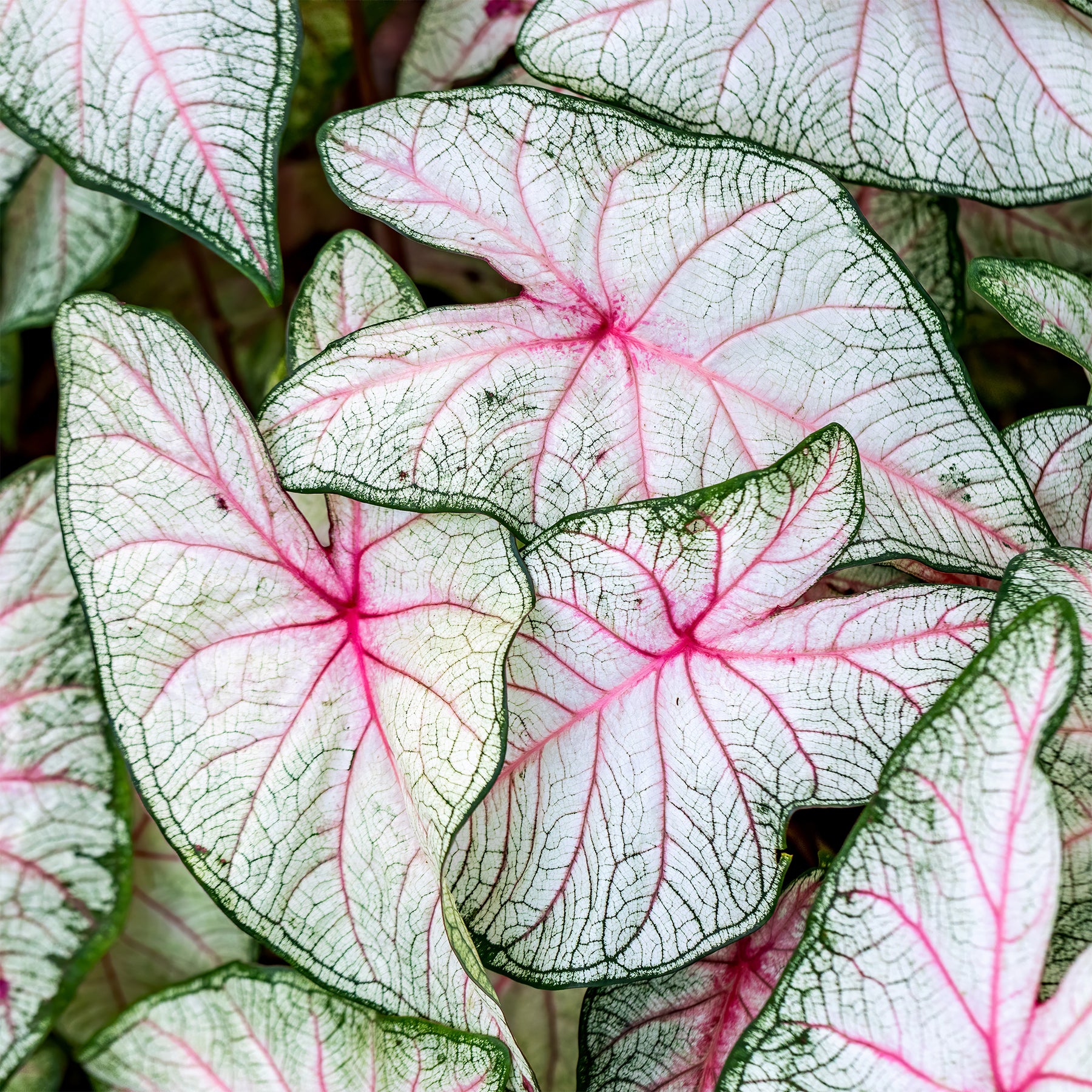 Caladium Fantasy - Caladium x hortulanum Fantasy - Willemse