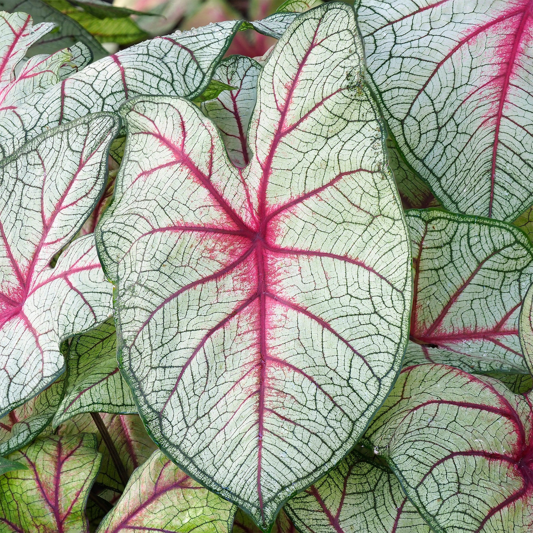 Caladium Fantasy - Willemse