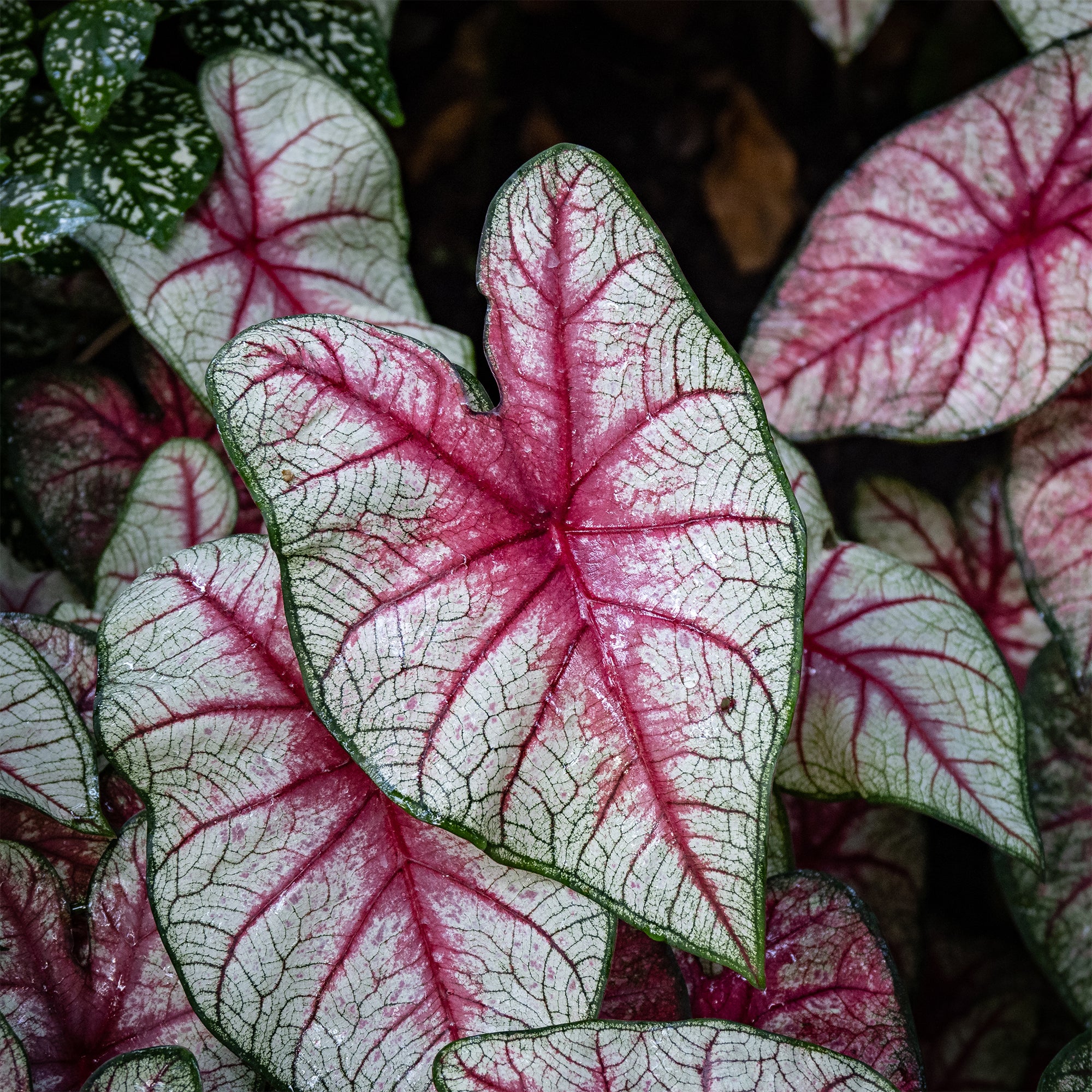 Caladium White Queen witblad | Willemse