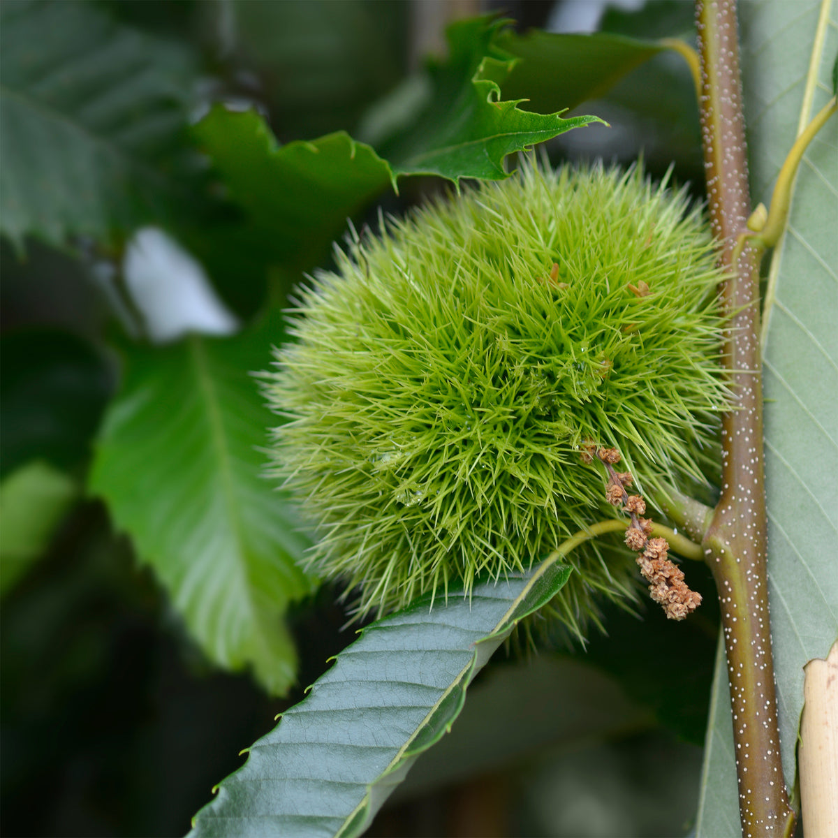 Tamme kastanje Bouche de Betizac - Castanea sativa Bouche de Betizac - Willemse