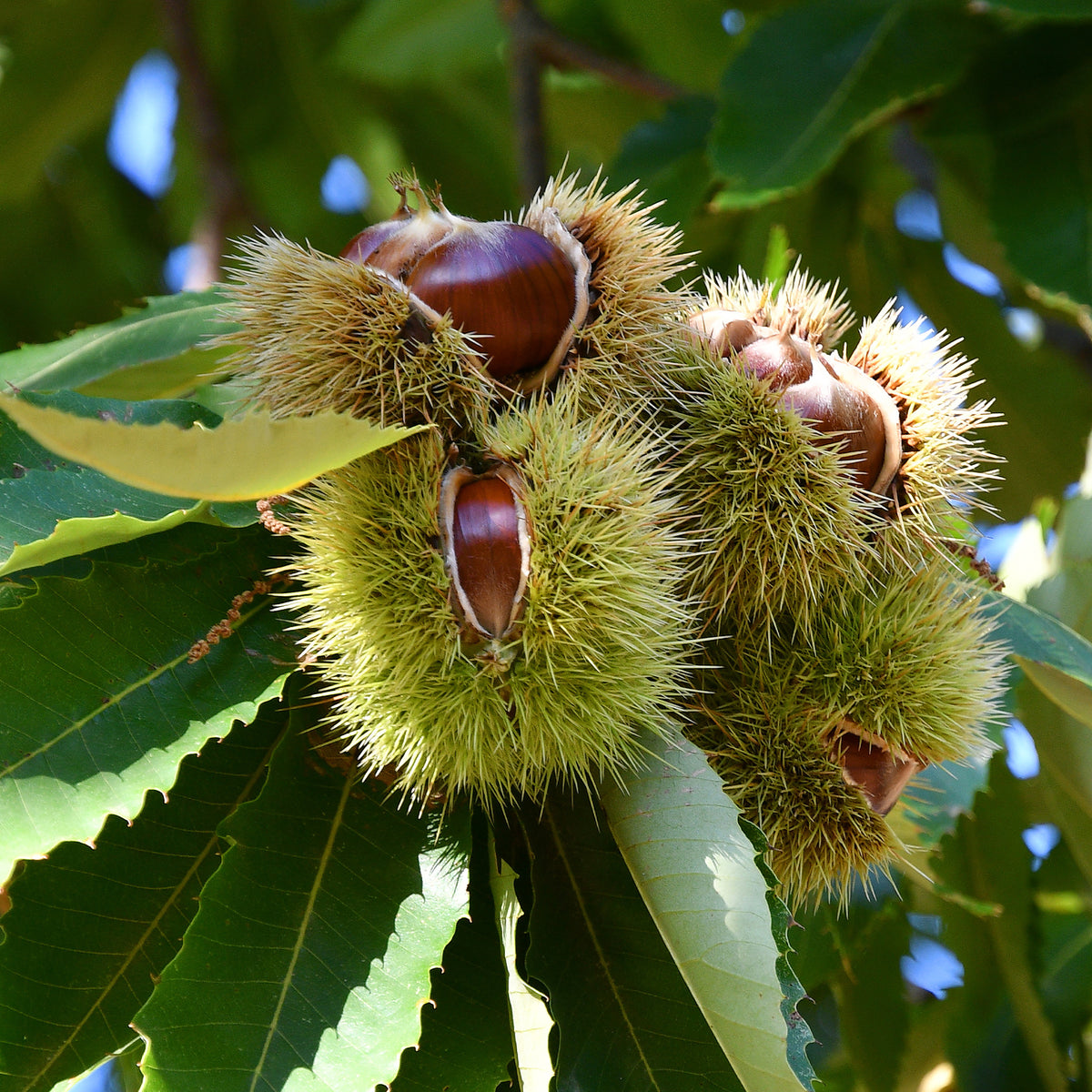Tamme kastanje Bouche de Betizac - Willemse