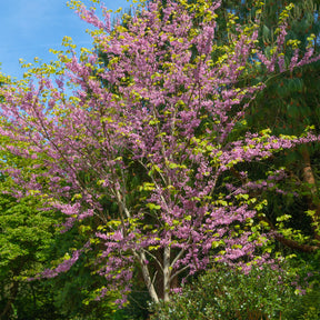 Amerikaanse Judasboom - Cercis canadensis - Willemse