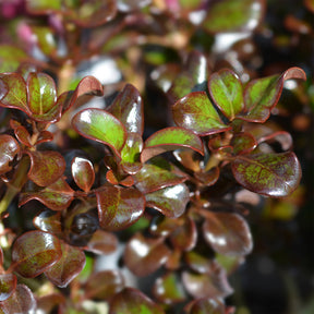 Coprosma 'Chocolate Soldier' / Spiegelplant - Willemse