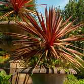 Rode Koolpalm - Cordyline australis Red Star - Willemse