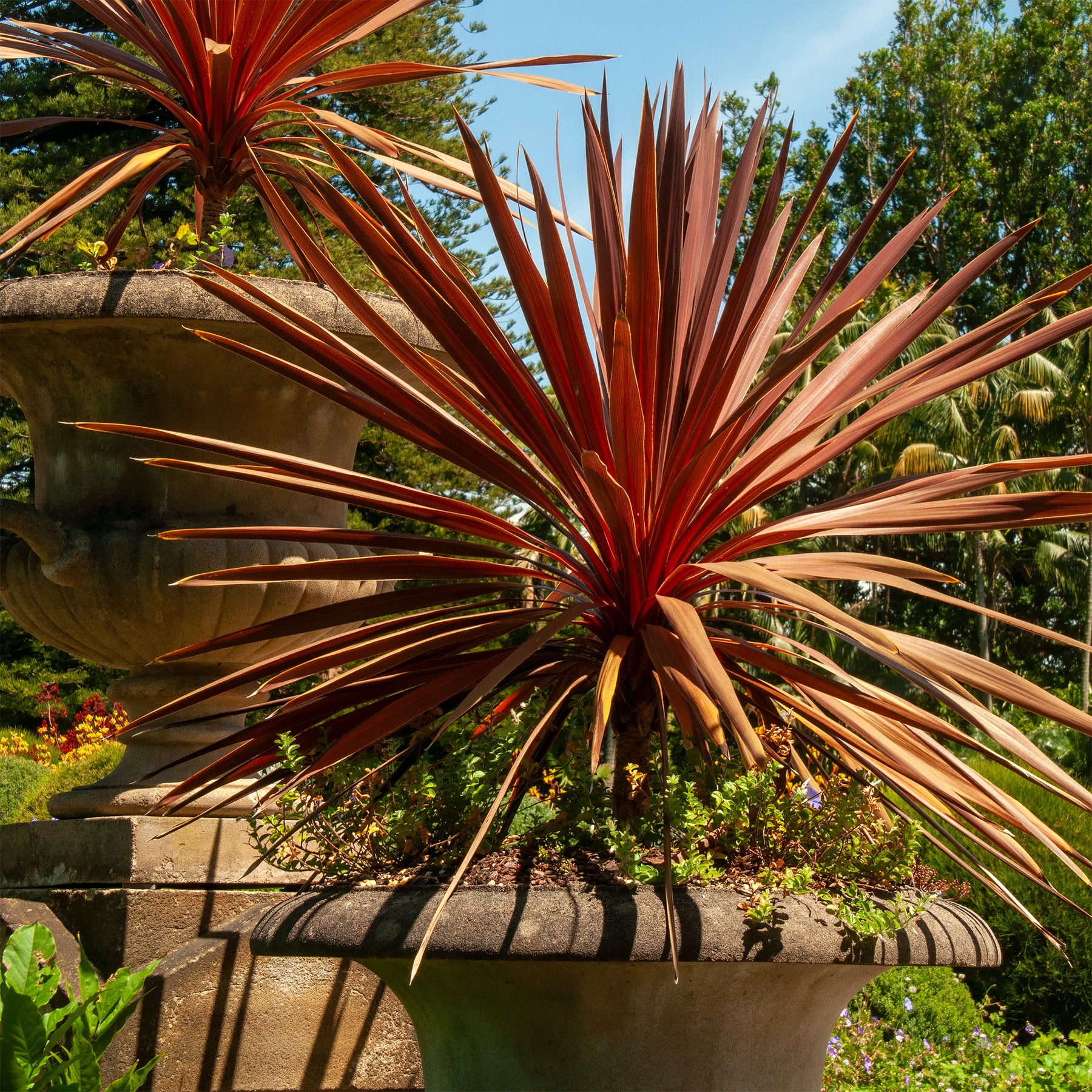 Rode Koolpalm - Cordyline australis Red Star - Willemse