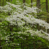 Cornus florida - Amerikaanse kornoelje - Bloeiende bomen