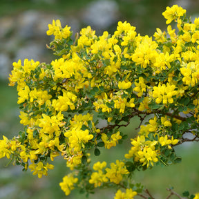 Kroonkruid - Coronilla valentina glauca - Willemse