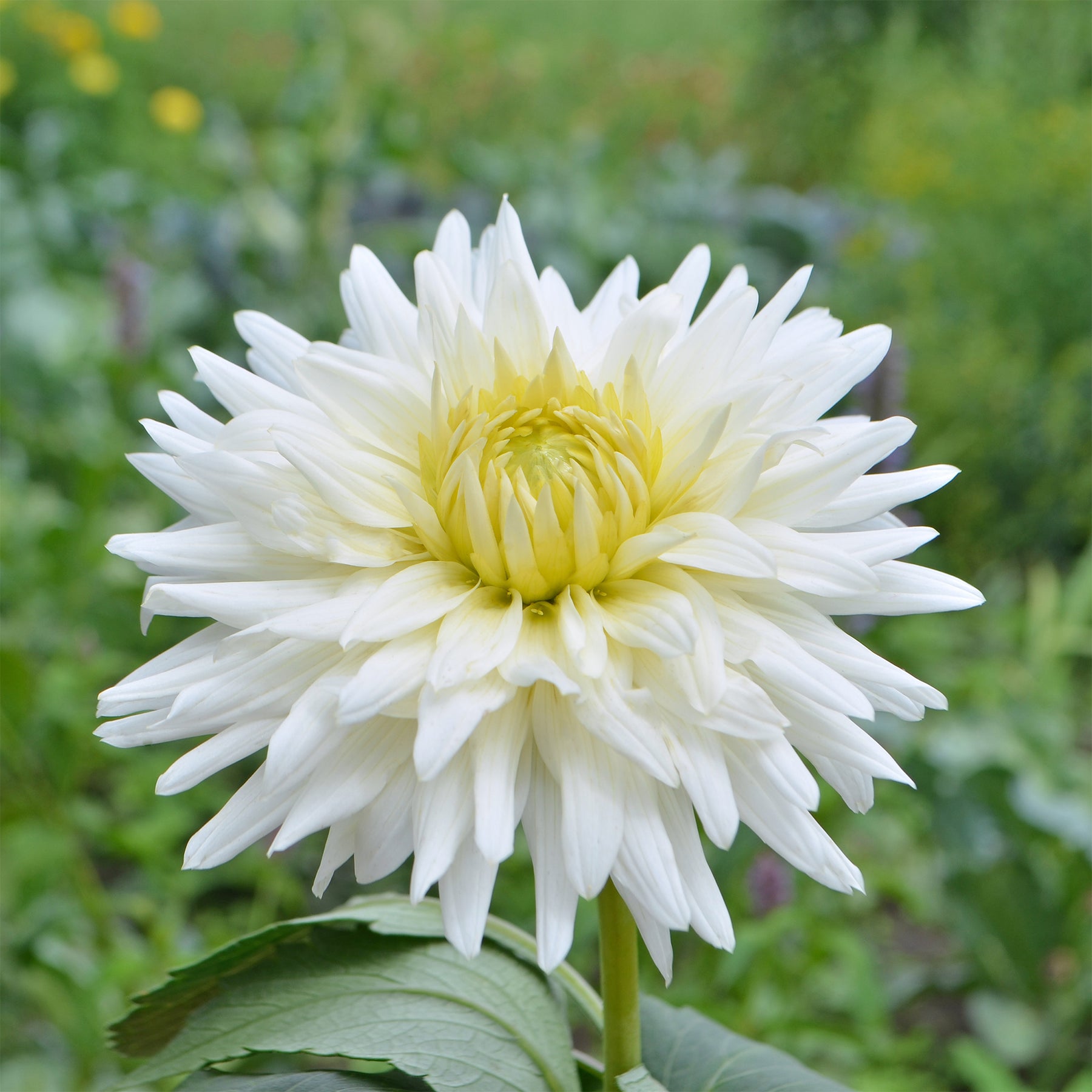 Dahlia My Love - Cactus Dahlia My Love - Dahlia 