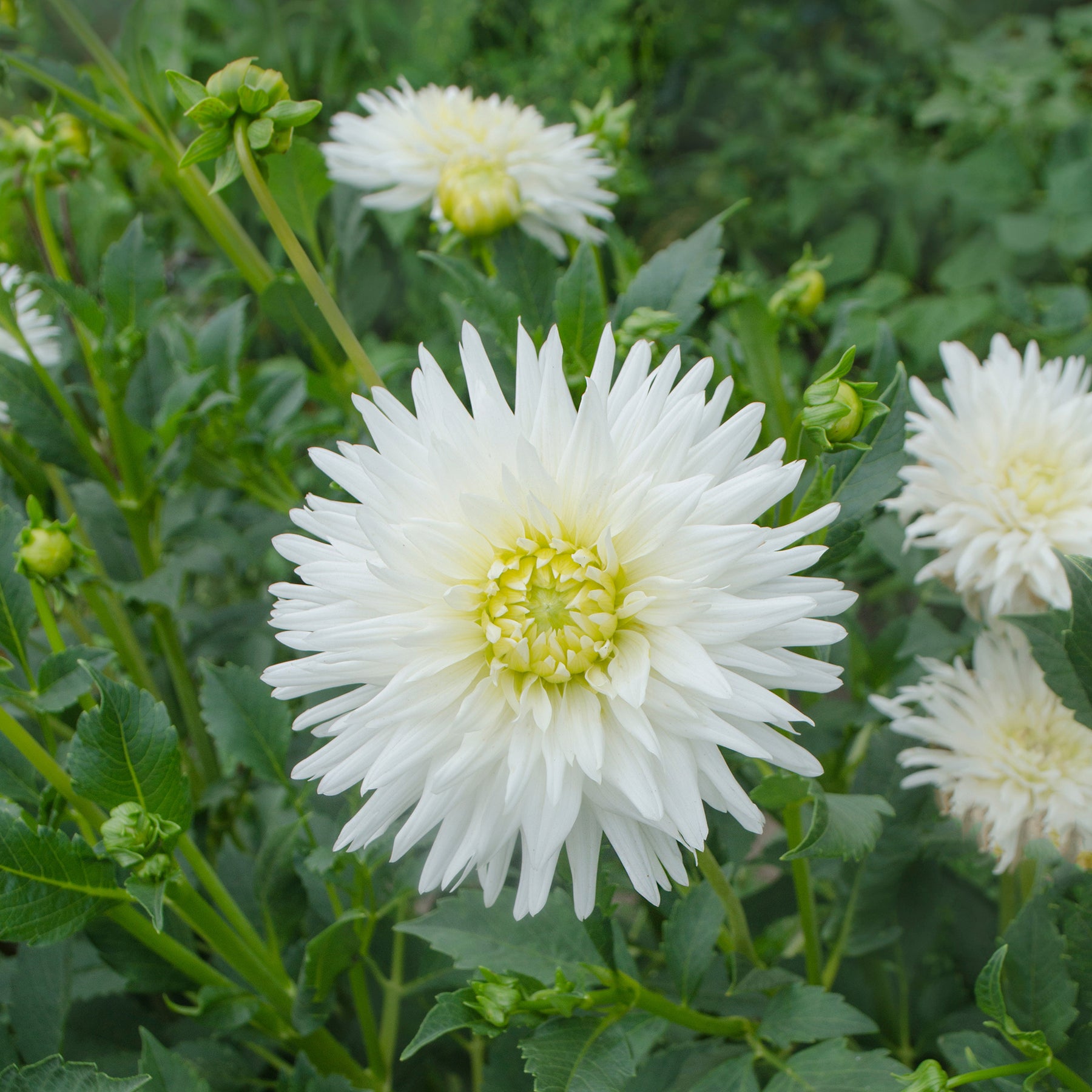 Cactus Dahlia My Love - Willemse