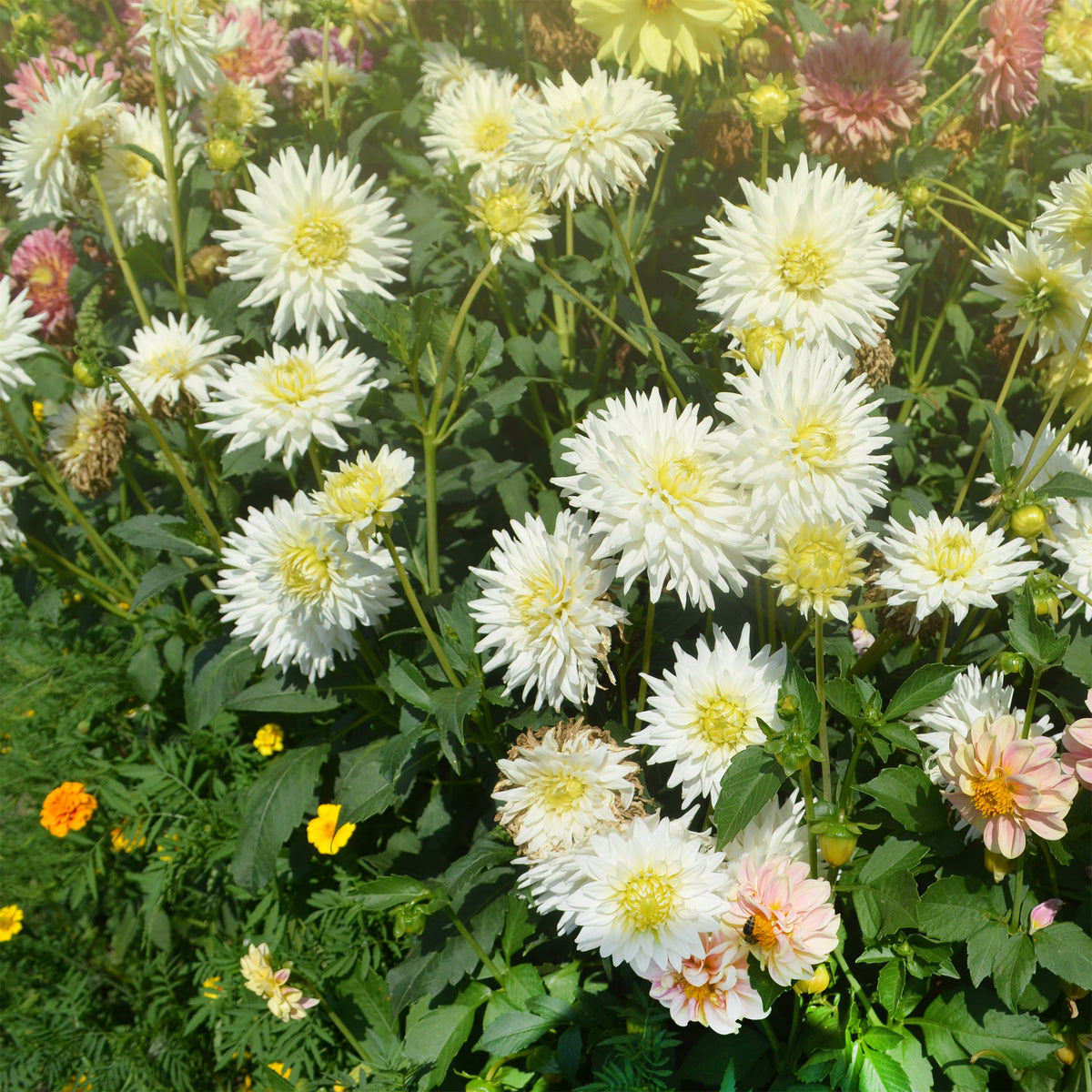 Cactus Dahlia My Love - Dahlia My Love - Willemse