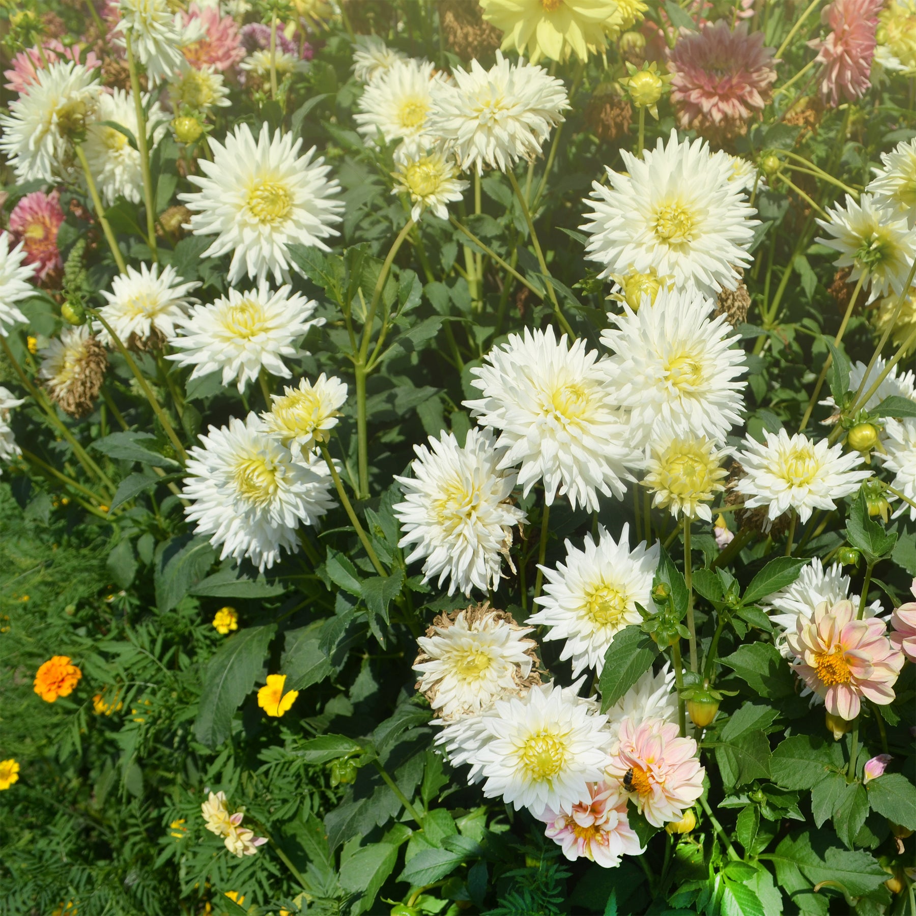 Cactus Dahlia My Love - Dahlia My Love - Willemse
