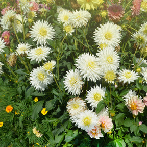 Cactus Dahlia My Love - Dahlia My Love - Willemse