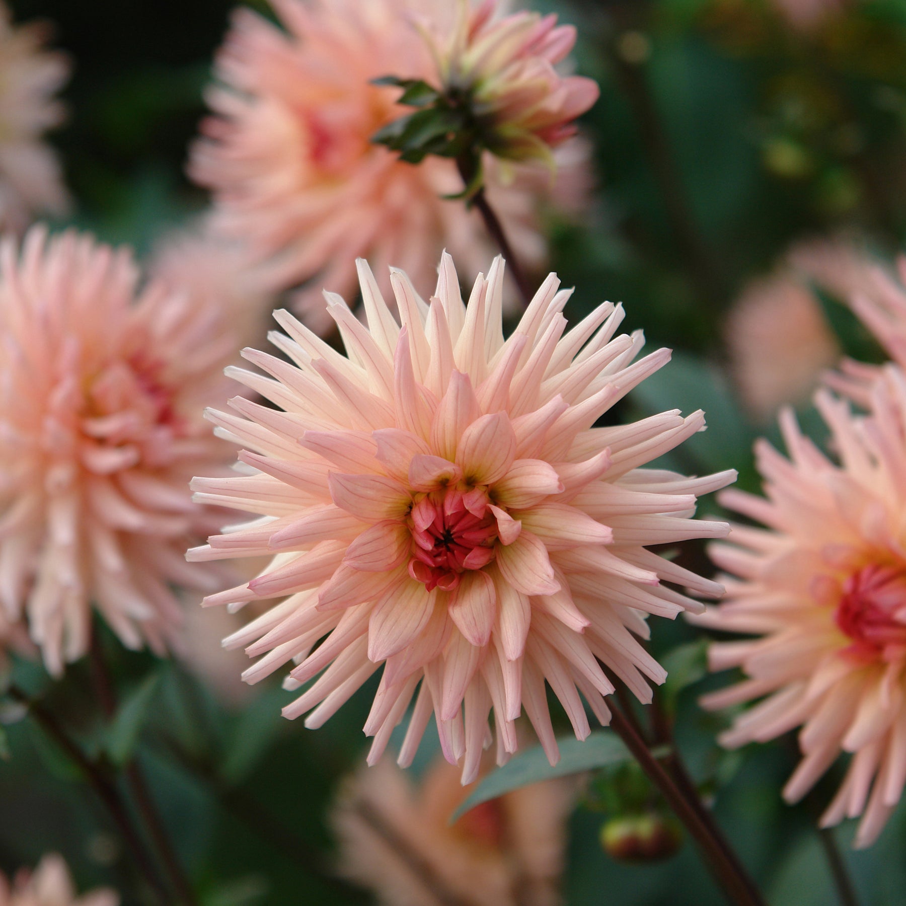 Cactus Dahlia Préférence - Dahlia Préference - Willemse