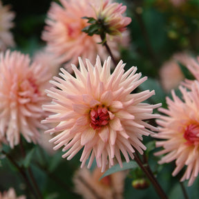 Cactus Dahlia Préférence - Dahlia Préference - Willemse