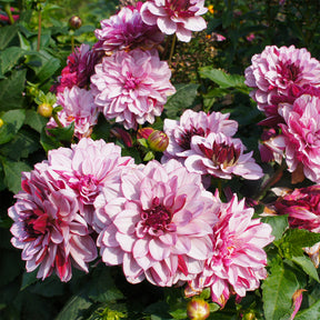 Dahlia Crème de Cassis - Dahlia Crème de Cassis - Willemse